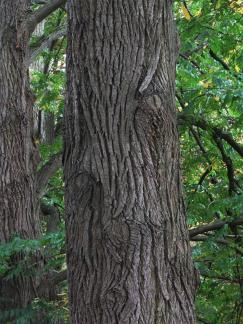 L'arbre numéro 2024462 est un Pterocarya (Pterocarya stenoptera).
Il est situé N-13 Arboretum de l'Ecole du Breuil - Route de la Ferme / Route de la Pyramide bois de Vincennes (coordonnées GPS 48.82251, 2.45686)