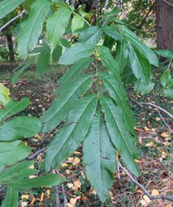 L'arbre numéro 2024462 est un Pterocarya (Pterocarya stenoptera).
Il est situé N-13 Arboretum de l'Ecole du Breuil - Route de la Ferme / Route de la Pyramide bois de Vincennes (coordonnées GPS 48.82251, 2.45686)