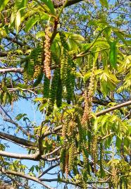 L'arbre numéro 2024462 est un Pterocarya (Pterocarya stenoptera).
Il est situé N-13 Arboretum de l'Ecole du Breuil - Route de la Ferme / Route de la Pyramide bois de Vincennes (coordonnées GPS 48.82251, 2.45686)