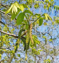 L'arbre numéro 2024462 est un Pterocarya (Pterocarya stenoptera).
Il est situé N-13 Arboretum de l'Ecole du Breuil - Route de la Ferme / Route de la Pyramide bois de Vincennes (coordonnées GPS 48.82251, 2.45686)