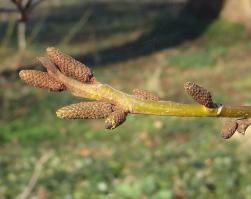 L'arbre numéro 2024463 est un Pterocarya (Pterocarya stenoptera).
Il est situé N-13 Arboretum de l'Ecole du Breuil - Route de la Ferme / Route de la Pyramide bois de Vincennes (coordonnées GPS 48.82246, 2.4568)