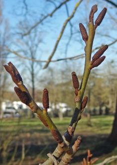 L'arbre numéro 2024463 est un Pterocarya (Pterocarya stenoptera).
Il est situé N-13 Arboretum de l'Ecole du Breuil - Route de la Ferme / Route de la Pyramide bois de Vincennes (coordonnées GPS 48.82246, 2.4568)