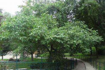 arbre n°2025127 aout 2021 Noyer numéro 2025127 aout 2021