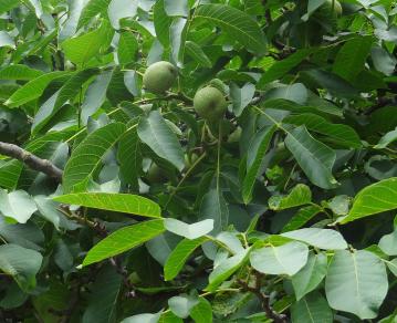 arbre n°2025127 aout 2021 Noyer numéro 2025127 aout 2021