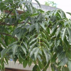 Phellodendron (Phellodendron amurense) Jardinieres de la Promenade Plantee Claude Levi Strauss / 64 Rue du Chevaleret