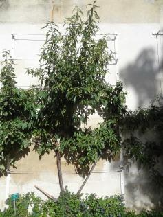 arbre n°2029291 septembre 2021 Pêcher numéro 2029291 septembre 2021