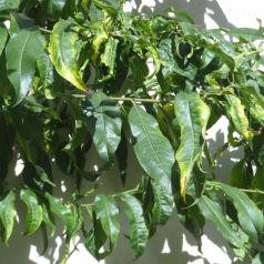 arbre n°2029291 septembre 2021 Pêcher numéro 2029291 septembre 2021