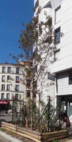 arbre n°2033073 septembre 2021 Pêcher numéro 2033073 septembre 2021