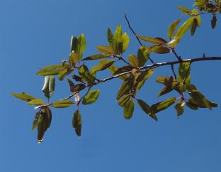 arbre n°2033073 septembre 2021 Pêcher numéro 2033073 septembre 2021