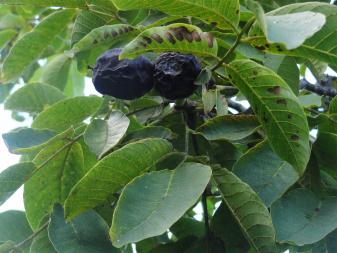 arbre n°2033138 septembre 2021 Noyer numéro 2033138 septembre 2021