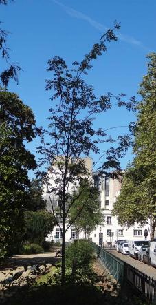 arbre n°2033232 septembre 2021 Sorbier numéro 2033232 septembre 2021