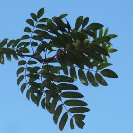 arbre n°2033232 septembre 2021 Sorbier numéro 2033232 septembre 2021