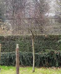 arbre n°2040916 mars 2022 Pêcher numéro 2040916 mars 2022