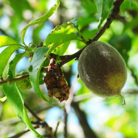 arbre n°2040916 juin 2022 Pêcher numéro 2040916 juin 2022