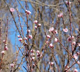 arbre n°2040916 mars 2025 Pêcher numéro 2040916 mars 2025