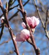 arbre n°2040916 mars 2025 Pêcher numéro 2040916 mars 2025