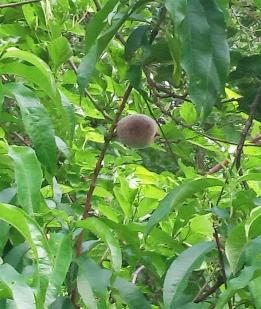 arbre n°2040916 mai 2025 Pêcher numéro 2040916 mai 2025