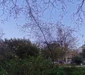 L'arbre numéro 2046554 est un Paliurus (Paliurus spina-christi) de 3 mètres de haut et 21 cm de circonférence.
Il est situé jardin de l'avenue Foch / 10 avenue Foch Paris 16ème arrondissement (coordonnées GPS 48.87239, 2.27814)