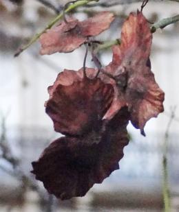 L'arbre numéro 2046554 est un Paliurus (Paliurus spina-christi) de 3 mètres de haut et 21 cm de circonférence.
Il est situé jardin de l'avenue Foch / 10 avenue Foch Paris 16ème arrondissement (coordonnées GPS 48.87239, 2.27814)