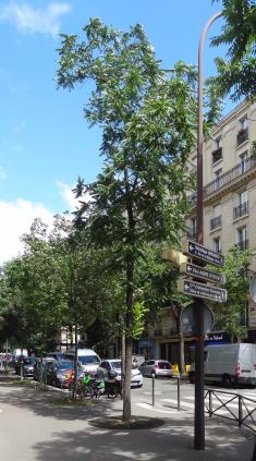 L'arbre numéro 211388 est un Noyer (Juglans nigra) de 10 mètres de haut et 70 cm de circonférence.
Il est situé N°150 avenue Felix Faure Paris 15ème arrondissement (coordonnées GPS 48.8371, 2.27894)