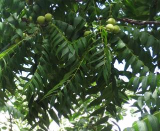 L'arbre numéro 211388 est un Noyer (Juglans nigra) de 10 mètres de haut et 70 cm de circonférence.
Il est situé N°150 avenue Felix Faure Paris 15ème arrondissement (coordonnées GPS 48.8371, 2.27894)