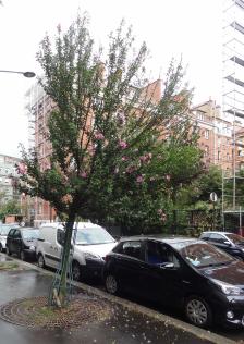 arbre n°215202 septembre 2021 Althéa numéro 215202 septembre 2021