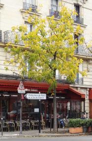 L'arbre numéro 215219 est un Noyer (Juglans nigra) de 8 mètres de haut et 65 cm de circonférence.
Il est situé N°1 Place Balard Paris 15ème arrondissement (coordonnées GPS 48.83695, 2.27839)