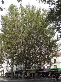 Platane (Platanus x hispanica), 425 cm de circonférence, planté en 1880 Boulevard de Charonne (20ème)