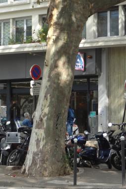 Platane (Platanus x hispanica), 425 cm de circonférence, planté en 1880 Boulevard de Charonne (20ème)