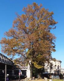 Tilleul (Tilia tomentosa), 220 cm de circonférence, planté en 1945 Place de la Bataille de Stalingrad (19ème)
