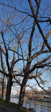 L'arbre numéro 250659 est un Noyer (Juglans nigra) de 16 mètres de haut et 155 cm de circonférence.
Il est situé Allee des Cygnes Paris 15ème arrondissement (coordonnées GPS 48.85281, 2.28372)
L'arbre numéro 250971 est un Noyer (Juglans nigra) de 20 mètres de haut et 235 cm de circonférence.
Il est situé Allee des Cygnes Paris 15ème arrondissement (coordonnées GPS 48.85284, 2.28376)