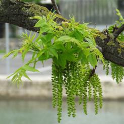 L'arbre numéro 250689 est un Noyer (Juglans nigra) de 16 mètres de haut et 200 cm de circonférence.
Il est situé Allee des Cygnes Paris 15ème arrondissement (coordonnées GPS 48.85106, 2.28123)