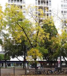 L'arbre numéro 250787 est un Noyer (Juglans nigra) de 10 mètres de haut et 85 cm de circonférence.
Il est situé N°118 avenue Felix Faure Paris 15ème arrondissement (coordonnées GPS 48.83833, 2.28121)