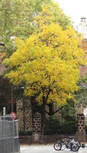 L'arbre numéro 250815 est un Noyer (Juglans nigra) de 12 mètres de haut et 85 cm de circonférence.
Il est situé N°71 avenue Felix Faure Paris 15ème arrondissement (coordonnées GPS 48.84006, 2.28549)