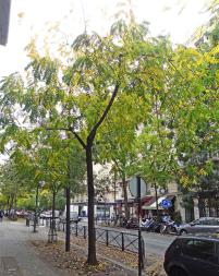 L'arbre numéro 250896 est un Noyer (Juglans nigra) de 10 mètres de haut et 75 cm de circonférence.
Il est situé N°148 avenue Felix Faure Paris 15ème arrondissement (coordonnées GPS 48.83726, 2.27924)