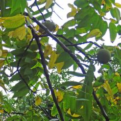 L'arbre numéro 250896 est un Noyer (Juglans nigra) de 10 mètres de haut et 75 cm de circonférence.
Il est situé N°148 avenue Felix Faure Paris 15ème arrondissement (coordonnées GPS 48.83726, 2.27924)