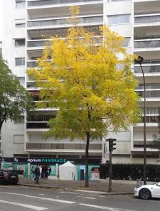 L'arbre numéro 250920 est un Noyer (Juglans nigra) de 10 mètres de haut et 65 cm de circonférence.
Il est situé N°107 avenue Felix Faure Paris 15ème arrondissement (coordonnées GPS 48.83894, 2.28268)