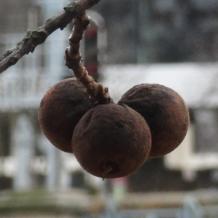L'arbre numéro 250971 est un Noyer (Juglans nigra) de 20 mètres de haut et 235 cm de circonférence.
Il est situé Allee des Cygnes Paris 15ème arrondissement (coordonnées GPS 48.85284, 2.28376)