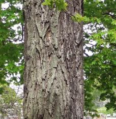 L'arbre numéro 250971 est un Noyer (Juglans nigra) de 20 mètres de haut et 235 cm de circonférence.
Il est situé Allee des Cygnes Paris 15ème arrondissement (coordonnées GPS 48.85284, 2.28376)