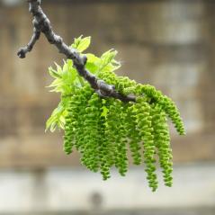 L'arbre numéro 250971 est un Noyer (Juglans nigra) de 20 mètres de haut et 235 cm de circonférence.
Il est situé Allee des Cygnes Paris 15ème arrondissement (coordonnées GPS 48.85284, 2.28376)
