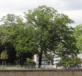 L'arbre numéro 251044 est un Noyer (Juglans nigra) de 18 mètres de haut et 225 cm de circonférence.
Il est situé Allee des Cygnes Paris 15ème arrondissement (coordonnées GPS 48.85086, 2.28096)