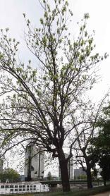 L'arbre numéro 251044 est un Noyer (Juglans nigra) de 18 mètres de haut et 225 cm de circonférence.
Il est situé Allee des Cygnes Paris 15ème arrondissement (coordonnées GPS 48.85086, 2.28096)