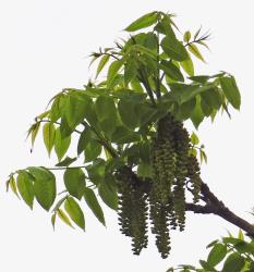 L'arbre numéro 251044 est un Noyer (Juglans nigra) de 18 mètres de haut et 225 cm de circonférence.
Il est situé Allee des Cygnes Paris 15ème arrondissement (coordonnées GPS 48.85086, 2.28096)