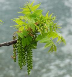 L'arbre numéro 251044 est un Noyer (Juglans nigra) de 18 mètres de haut et 225 cm de circonférence.
Il est situé Allee des Cygnes Paris 15ème arrondissement (coordonnées GPS 48.85086, 2.28096)