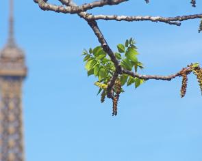 L'arbre numéro 251044 est un Noyer (Juglans nigra) de 18 mètres de haut et 225 cm de circonférence.
Il est situé Allee des Cygnes Paris 15ème arrondissement (coordonnées GPS 48.85086, 2.28096)