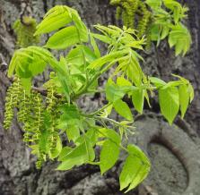L'arbre numéro 251121 est un Noyer (Juglans nigra) de 16 mètres de haut et 175 cm de circonférence.
Il est situé Allee des Cygnes Paris 15ème arrondissement (coordonnées GPS 48.8512, 2.2813)