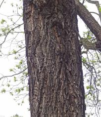L'arbre numéro 251121 est un Noyer (Juglans nigra) de 16 mètres de haut et 175 cm de circonférence.
Il est situé Allee des Cygnes Paris 15ème arrondissement (coordonnées GPS 48.8512, 2.2813)