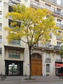 L'arbre numéro 251136 est un Noyer (Juglans nigra) de 10 mètres de haut et 80 cm de circonférence.
Il est situé N°138 avenue Felix Faure Paris 15ème arrondissement (coordonnées GPS 48.83762, 2.2799)