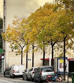 L'arbre numéro 255475 est un Noyer (Juglans nigra) de 8 mètres de haut et 60 cm de circonférence.
Il est situé N°163 rue Blomet Paris 15ème arrondissement (coordonnées GPS 48.83757, 2.29423)
L'arbre numéro 252797 est un Noyer (Juglans nigra) de 10 mètres de haut et 75 cm de circonférence.
Il est situé N°161 rue Blomet Paris 15ème arrondissement (coordonnées GPS 48.83765, 2.29434)
L'arbre numéro 255416 est un Noyer (Juglans nigra) de 8 mètres de haut et 65 cm de circonférence.
Il est situé N°163 rue Blomet Paris 15ème arrondissement (coordonnées GPS 48.83761, 2.29429)