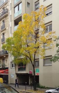 L'arbre numéro 259140 est un Noyer (Juglans nigra) de 10 mètres de haut et 65 cm de circonférence.
Il est situé N°134 avenue Felix Faure Paris 15ème arrondissement (coordonnées GPS 48.83777, 2.28018)